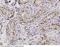 PPIase antibody, 14418-T24, Sino Biological, Immunohistochemistry paraffin image 