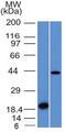 Aurora Kinase B antibody, GTX34419, GeneTex, Western Blot image 