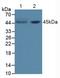 FAS antibody, LS-C293808, Lifespan Biosciences, Western Blot image 