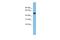 Ganglioside Induced Differentiation Associated Protein 2 antibody, A16350, Boster Biological Technology, Western Blot image 