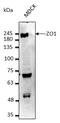Tight Junction Protein 1 antibody, LS-B9774, Lifespan Biosciences, Western Blot image 