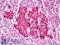 Transthyretin antibody, LS-B7812, Lifespan Biosciences, Immunohistochemistry paraffin image 