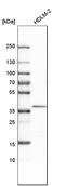 Transmembrane Protein 173 antibody, HPA038534, Atlas Antibodies, Western Blot image 