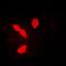 Heterogeneous Nuclear Ribonucleoprotein A1 antibody, orb214042, Biorbyt, Immunofluorescence image 