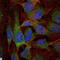 Nuclear Factor Kappa B Subunit 1 antibody, LS-C814033, Lifespan Biosciences, Immunofluorescence image 