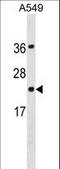 Programmed Cell Death 6 antibody, LS-C158039, Lifespan Biosciences, Western Blot image 