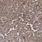 Unc-93 Homolog B1, TLR Signaling Regulator antibody, HPA038717, Atlas Antibodies, Immunohistochemistry frozen image 