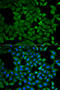 Atlastin GTPase 1 antibody, STJ27255, St John