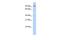 Tetratricopeptide Repeat Domain 14 antibody, GTX47223, GeneTex, Western Blot image 