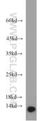 Nuclear Transport Factor 2 antibody, 66063-1-Ig, Proteintech Group, Western Blot image 