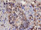 SMAD Family Member 3 antibody, MAB4038, R&D Systems, Immunohistochemistry paraffin image 