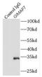 GTPase, IMAP Family Member 7 antibody, FNab03459, FineTest, Immunoprecipitation image 