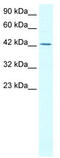 TFIIA-alpha and beta-like factor antibody, TA331189, Origene, Western Blot image 