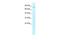 Activating Transcription Factor 6 Beta antibody, PA5-40493, Invitrogen Antibodies, Western Blot image 