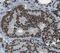 C1D Nuclear Receptor Corepressor antibody, FNab01056, FineTest, Immunohistochemistry frozen image 