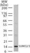 Small Ubiquitin Like Modifier 2 antibody, PA1-41153, Invitrogen Antibodies, Western Blot image 