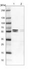 Cell Adhesion Molecule 4 antibody, NBP1-89636, Novus Biologicals, Western Blot image 