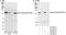 SEC23 Interacting Protein antibody, A300-594A, Bethyl Labs, Western Blot image 