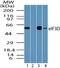 Eukaryotic Translation Initiation Factor 3 Subunit D antibody, NBP2-24468, Novus Biologicals, Western Blot image 