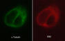Microtubule Associated Protein RP/EB Family Member 2 antibody, EM5081, ECM Biosciences, Immunocytochemistry image 