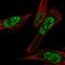 Cbl Proto-Oncogene Like 1 antibody, PA5-55382, Invitrogen Antibodies, Immunofluorescence image 