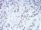 Chromobox 5 antibody, NBP2-52433, Novus Biologicals, Immunohistochemistry frozen image 