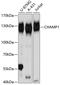 Chromosome Alignment Maintaining Phosphoprotein 1 antibody, A08480, Boster Biological Technology, Western Blot image 