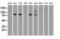 B-Raf Proto-Oncogene, Serine/Threonine Kinase antibody, GTX84814, GeneTex, Western Blot image 