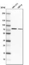 Heterogeneous Nuclear Ribonucleoprotein M antibody, HPA024344, Atlas Antibodies, Western Blot image 