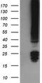 Fibronectin Type III Domain Containing 4 antibody, TA505462BM, Origene, Western Blot image 