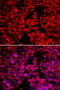 Microsomal Triglyceride Transfer Protein antibody, 16-950, ProSci, Immunofluorescence image 