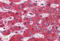 Cytochrome B5 Type A antibody, MBS246153, MyBioSource, Immunohistochemistry frozen image 