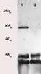 Kinase Insert Domain Receptor antibody, TA354660, Origene, Western Blot image 