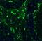S100 Calcium Binding Protein B antibody, NBP2-46626, Novus Biologicals, Immunohistochemistry paraffin image 