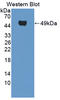 Smoothelin antibody, LS-C373034, Lifespan Biosciences, Western Blot image 