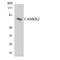 Calcium/Calmodulin Dependent Protein Kinase Kinase 2 antibody, LS-B12573, Lifespan Biosciences, Western Blot image 