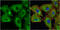 Galectin 1 antibody, GTX116411, GeneTex, Immunofluorescence image 