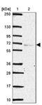 Septin 10 antibody, NBP2-49221, Novus Biologicals, Western Blot image 