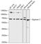 Glypican 3 antibody, 18-405, ProSci, Western Blot image 