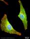 Cadherin 2 antibody, ab16505, Abcam, Immunofluorescence image 