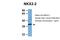 NK2 Homeobox 2 antibody, 25-413, ProSci, Western Blot image 