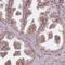 Transmembrane Channel Like 6 antibody, NBP2-13438, Novus Biologicals, Immunohistochemistry paraffin image 