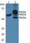 Keratin 20 antibody, LS-C372692, Lifespan Biosciences, Western Blot image 