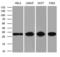 Protein-L-Isoaspartate (D-Aspartate) O-Methyltransferase antibody, LS-C795214, Lifespan Biosciences, Western Blot image 