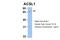 Acyl-CoA Synthetase Long Chain Family Member 1 antibody, 27-705, ProSci, Western Blot image 