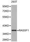 Ras association domain-containing protein 1 antibody, A01104, Boster Biological Technology, Western Blot image 