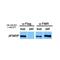 Fragile X Mental Retardation 1 antibody, MA1-5771, Invitrogen Antibodies, Immunoprecipitation image 