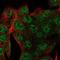 Small Integral Membrane Protein 24 antibody, PA5-65991, Invitrogen Antibodies, Immunofluorescence image 