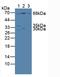 Nucleoporin 85 antibody, LS-C374063, Lifespan Biosciences, Western Blot image 