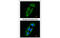 Dipeptidyl peptidase 3 antibody, MBS835667, MyBioSource, Immunofluorescence image 